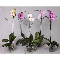Phalaenopsis 6+ 12/50