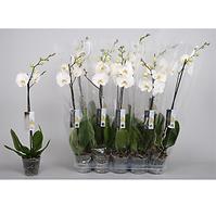 Phalaenopsis 6+ fehér 12/60
