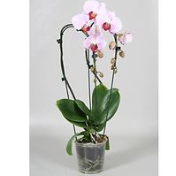Phalaenopsis Cascade 12/50
