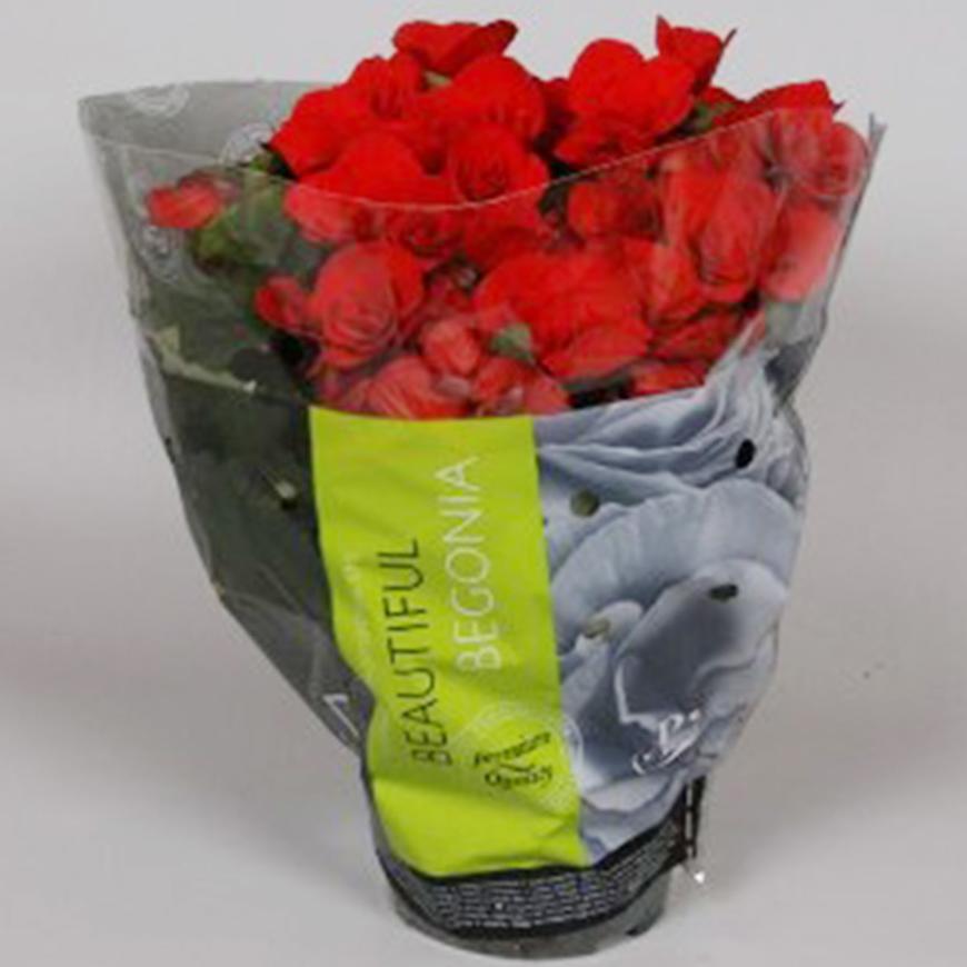 Begonia Elatior piros 13/30