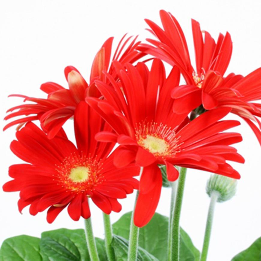 Gerbera piros 12/30