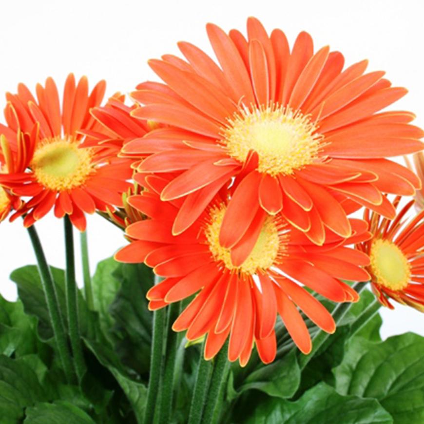 Gerbera narancssárga 12/30