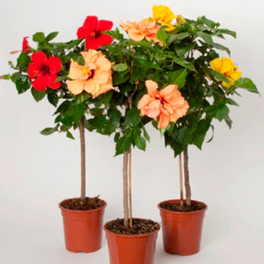 Hibiscus Rosa-Sinensis On Stem 19 /80