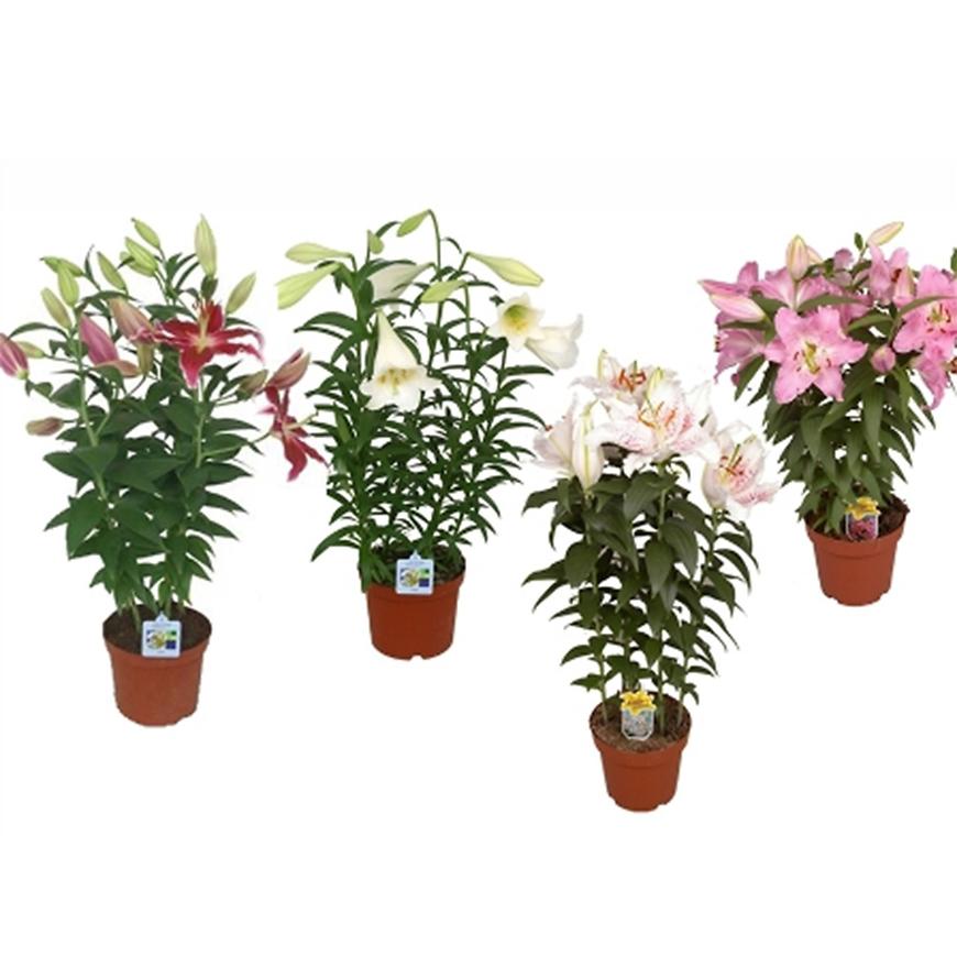 Lilium 5pp Hybride 19/75