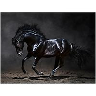 Canvas Silver1 85X113X2,8 EX511 Black Horse