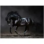 Kép Canvas Silver1 85X113X2,8 EX511 Black Horse