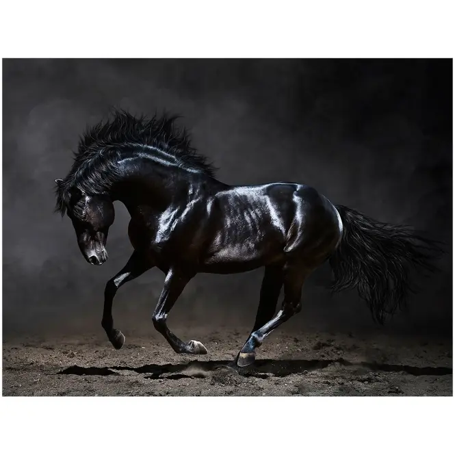 Kép Canvas Silver1 85X113X2,8 EX511 Black Horse