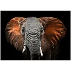 Kép Glasspik Animals3 70x100 SG GL249 Red Elephant