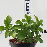 Pachysandra Terminalis Green Carpet C1,5l