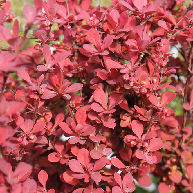 Berberis Thunbergii Orange Rocket C2