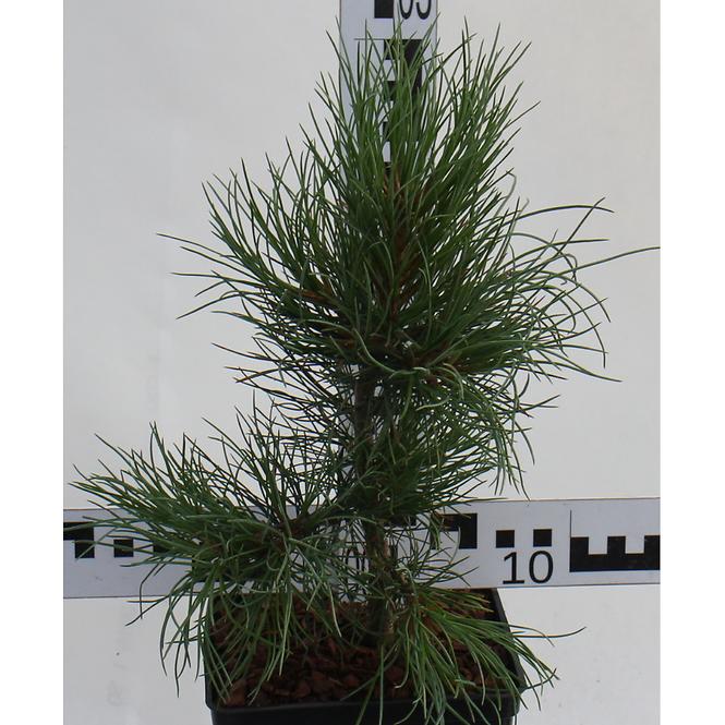 Pinus Cembra C3l 20-30