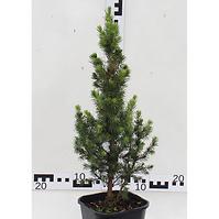 Picea Glauca Daisy S White/Rainbow S End  C2