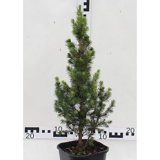 Picea Glauca Daisy S White/Rainbow S End  C2
