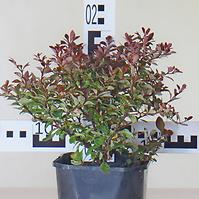 Berberis Thunbergii Atropurpurea Nana C2