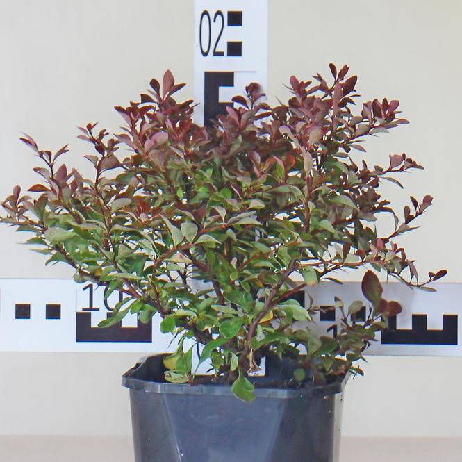Berberis Thunbergii Atropurpurea Nana C2