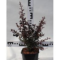 Berberis Thunbergii  Dart