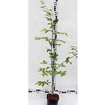 Carpinus Betulus C2