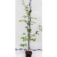 Carpinus Betulus C2