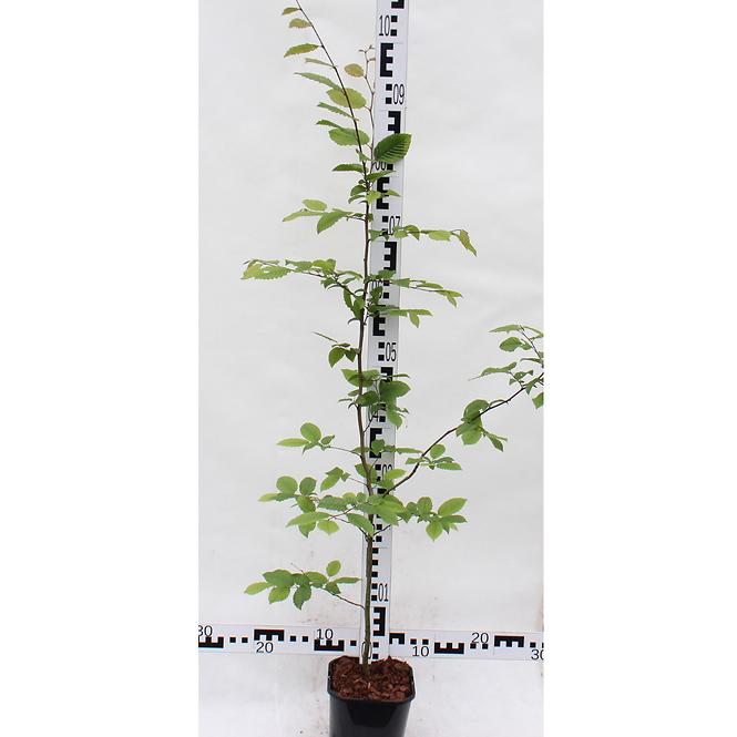 Carpinus Betulus C2