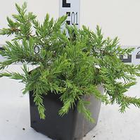 Juniperus Conferta Schlager C3