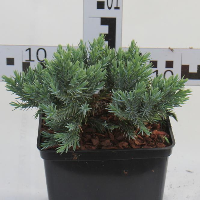 Juniperus Pfitzeriana (X) Gold Star C3