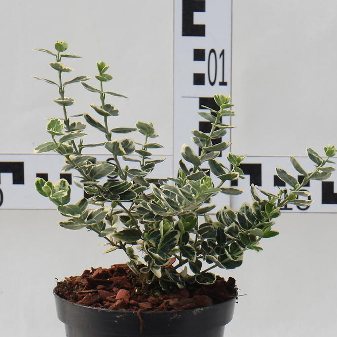 Euonymus Fortunei C1,5