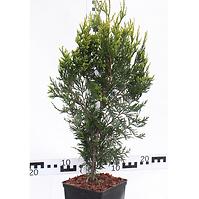 Thuja Plicata C3