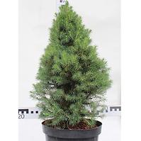 Picea Conica C5