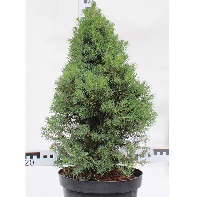 Picea Conica C5