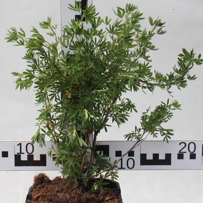 Potentilla  C1,5