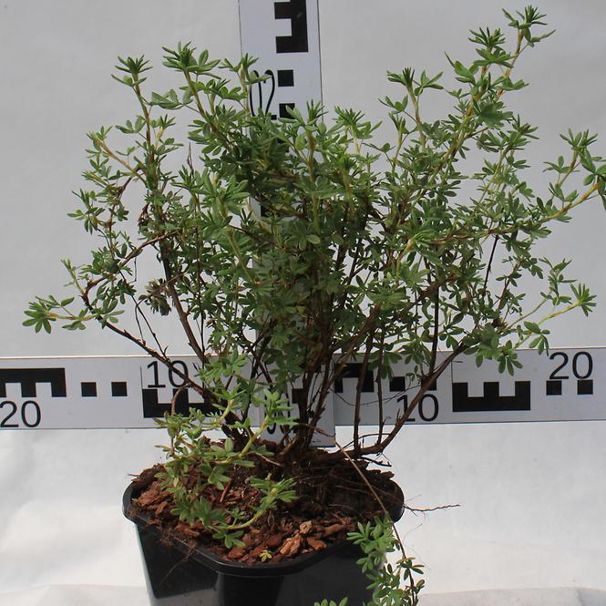 Potentilla  C1,5