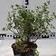 Potentilla  C1,5,4
