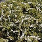 Spiraea Cinerea Grefsheim C1,5