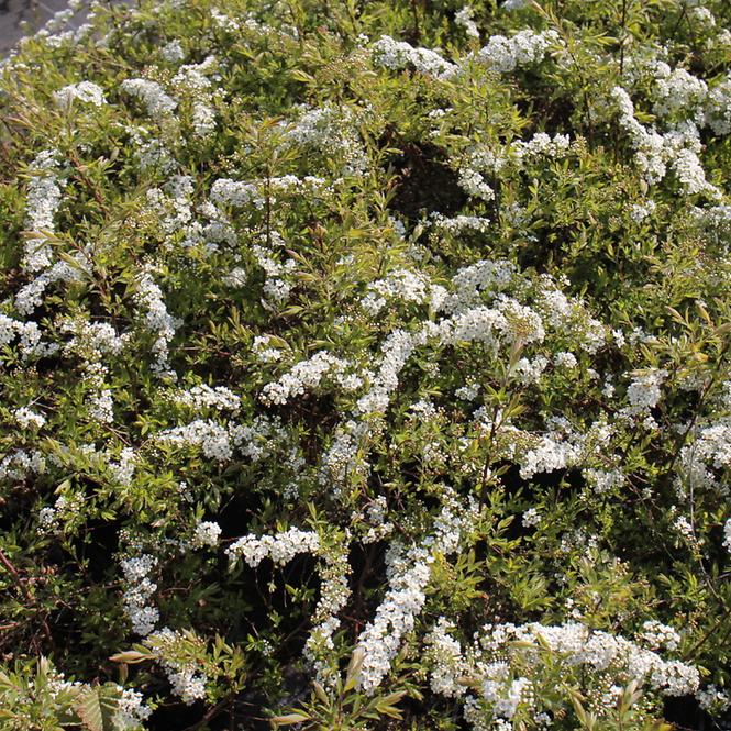 Spiraea Cinerea Grefsheim C1,5