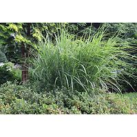 Miscanthus  C2