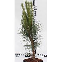 Pinus Nigra C3
