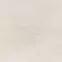 Muse Ivory csempe 59,8/59,8