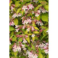 Kolkwitzia Amabilis Maradco 30 – 40 cm C3