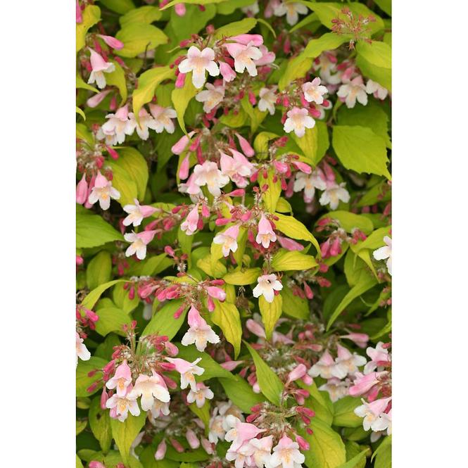 Kolkwitzia Amabilis Maradco 30 – 40 cm C3
