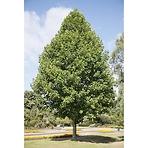 Liriodendron Tulipifera 120 - 140 cm C5