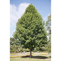Liriodendron Tulipifera 120 - 140 cm C5