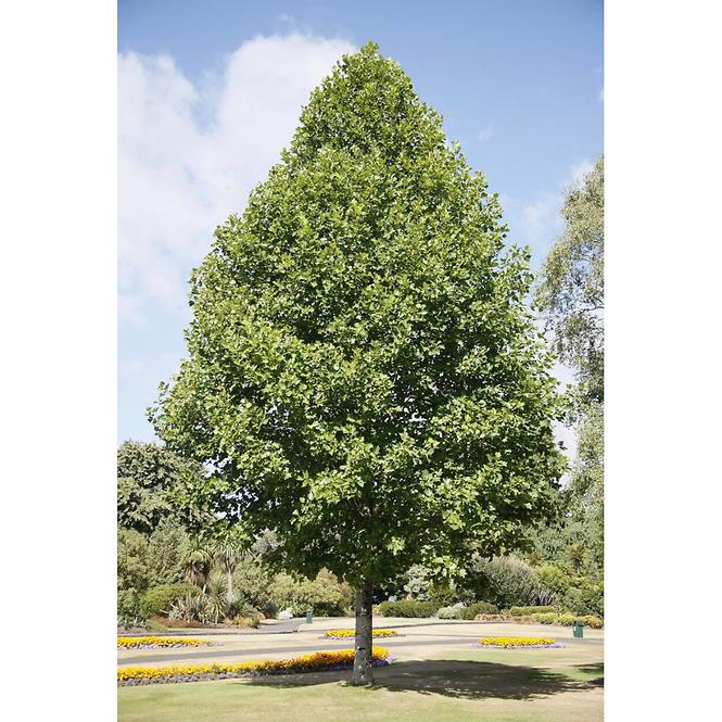 Liriodendron Tulipifera 120 - 140 cm C5