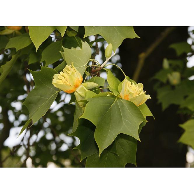 Liriodendron Tulipifera 120 - 140 cm C5