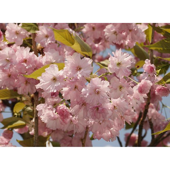 Prunus Serrulata Kanzan 140 - 160 cm C5 Krzew