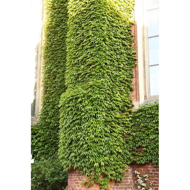 Parthenocissus Tricuspidata Veitchii 90 cm C2
