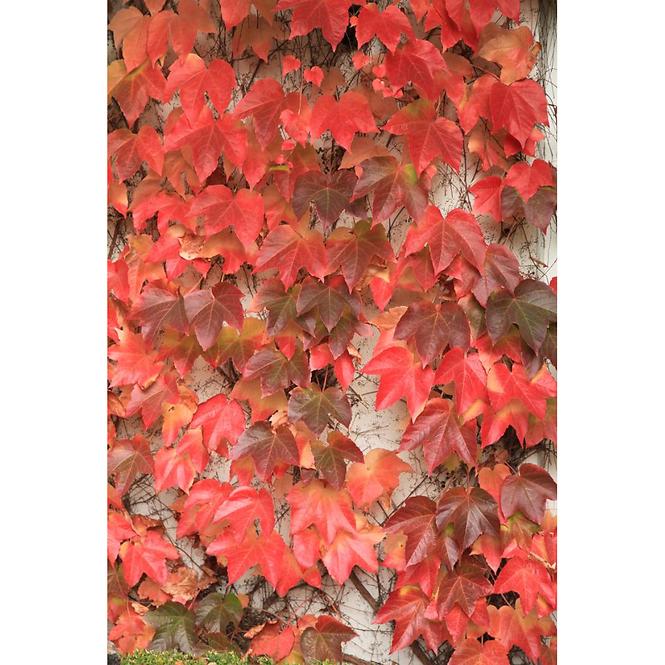 Parthenocissus Tricuspidata Veitchii 90 cm C2