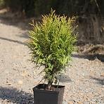 Thuja occidentalis little champion C3 30-40