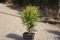 Thuja occidentalis little champion C3 30-40