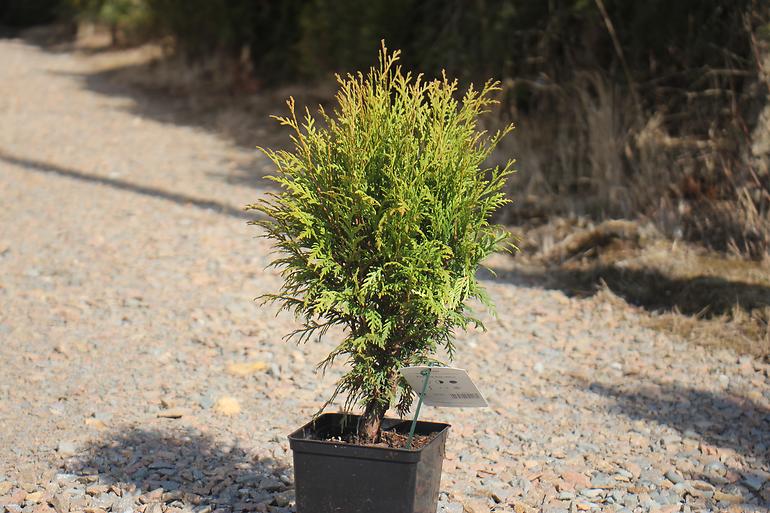 Thuja occidentalis little champion C3 30-40