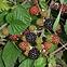 Rubus Fruticosus BS RK2,2